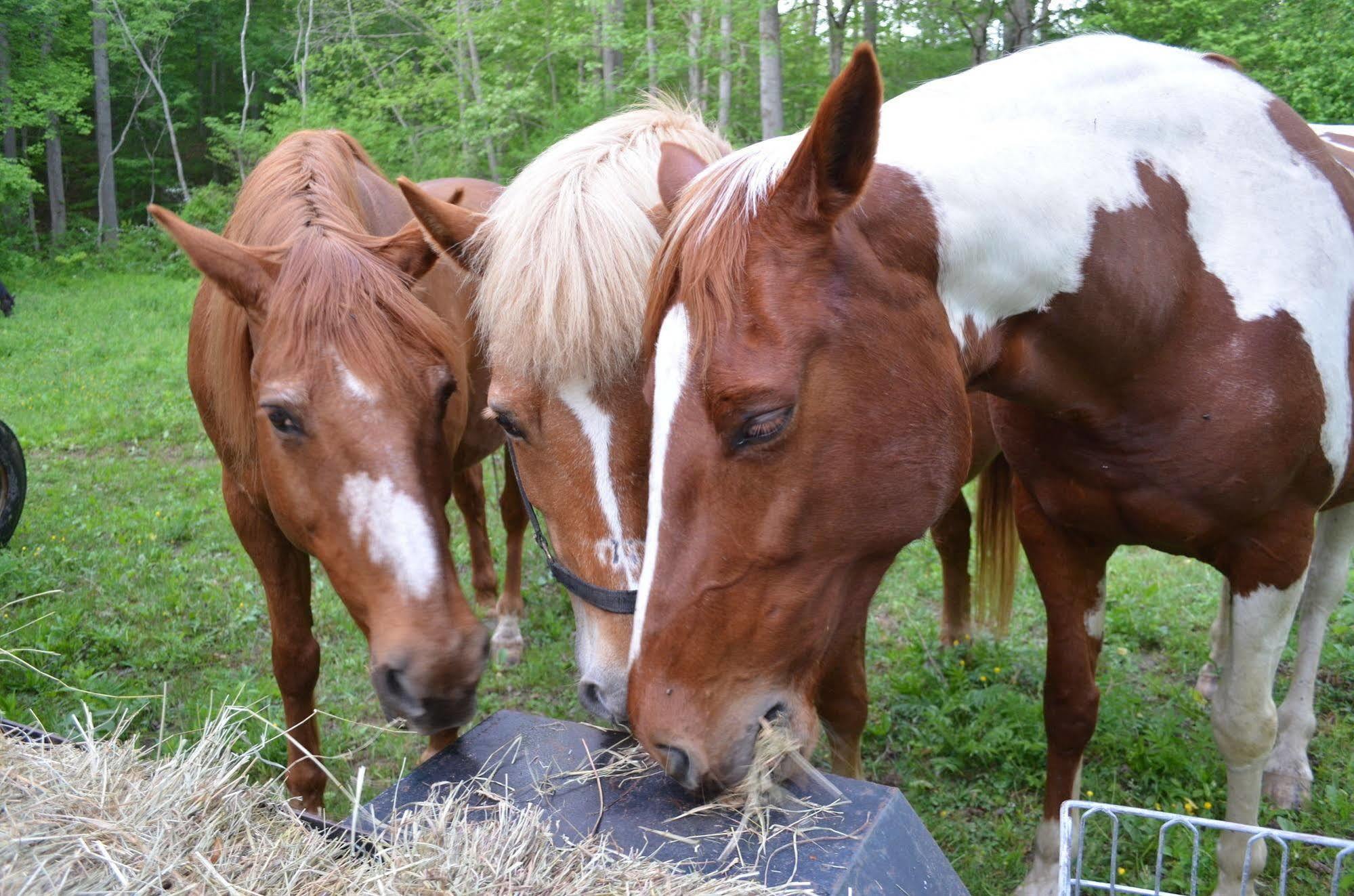 Hotel Pisgah View Ranch Candler Zewnętrze zdjęcie