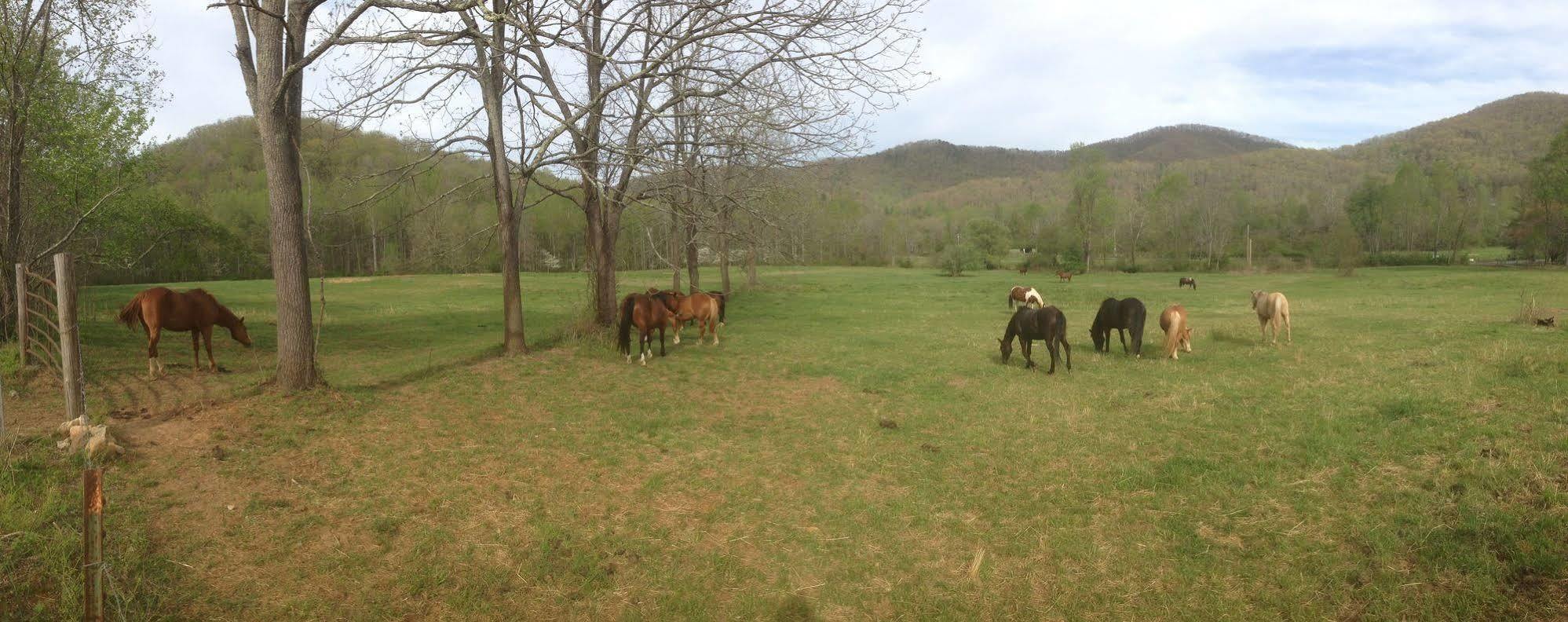 Hotel Pisgah View Ranch Candler Zewnętrze zdjęcie